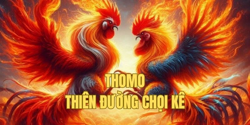 Những sự thật có thể bạn chưa biết về đá gà Thomo