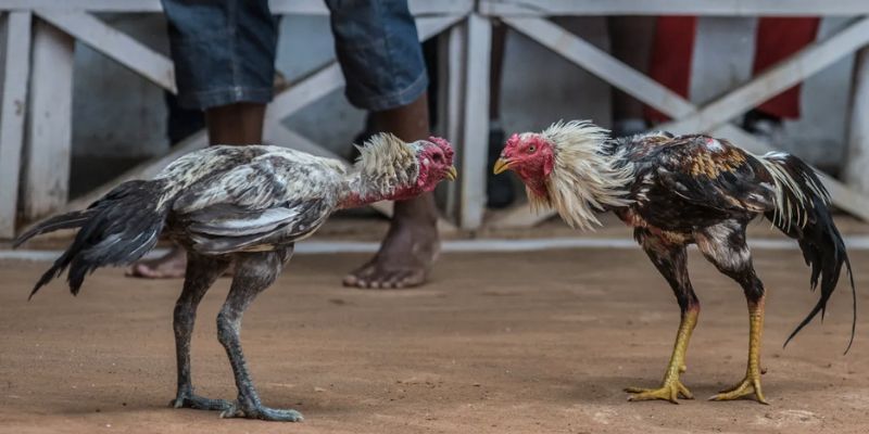 Kinh nghiệm cược đá gà trực tiếp là tránh cửa BDD