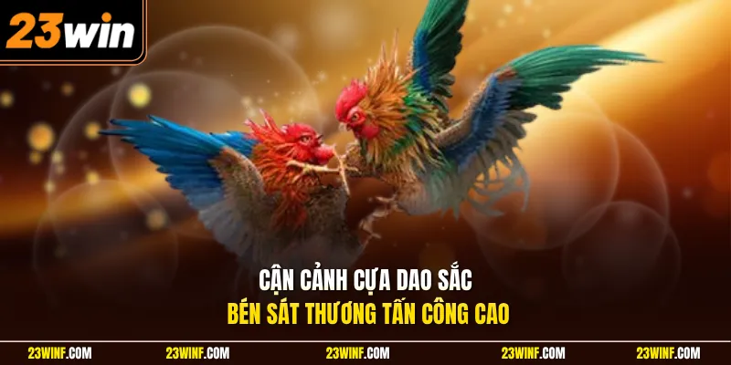 Cận cảnh cựa dao sắc bén sát thương tấn công cao