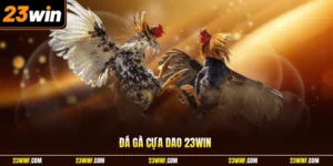Đá gà cựa dao 23Win