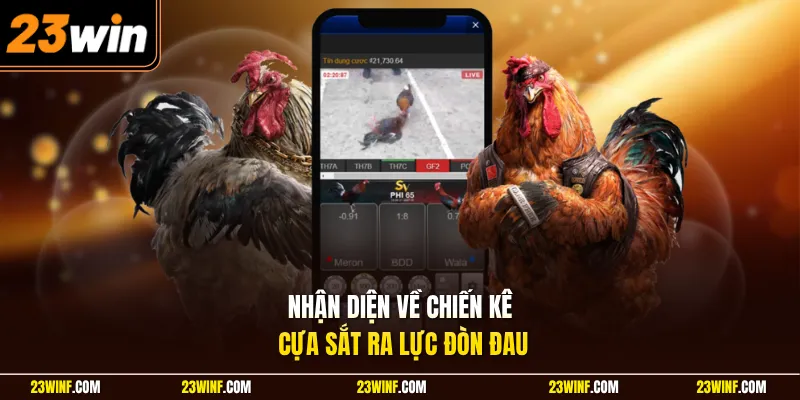 Nhận diện về chiến kê cựa sắt ra lực đòn đau
