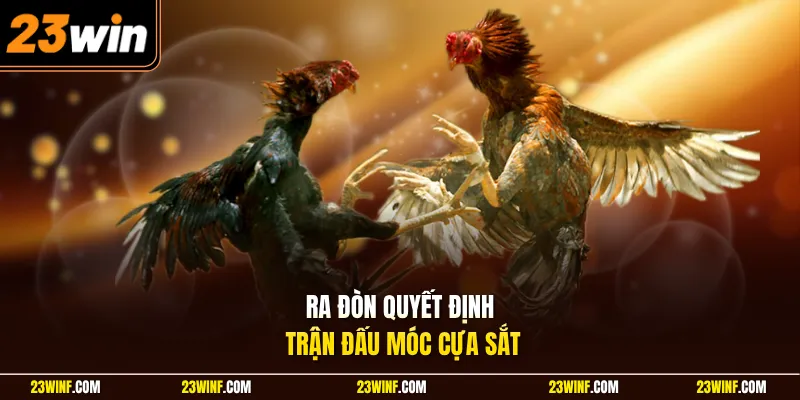 Ra đòn quyết định trận đấu móc cựa sắt